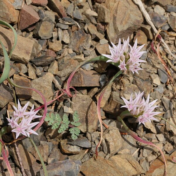 Allium crenulatum Flower