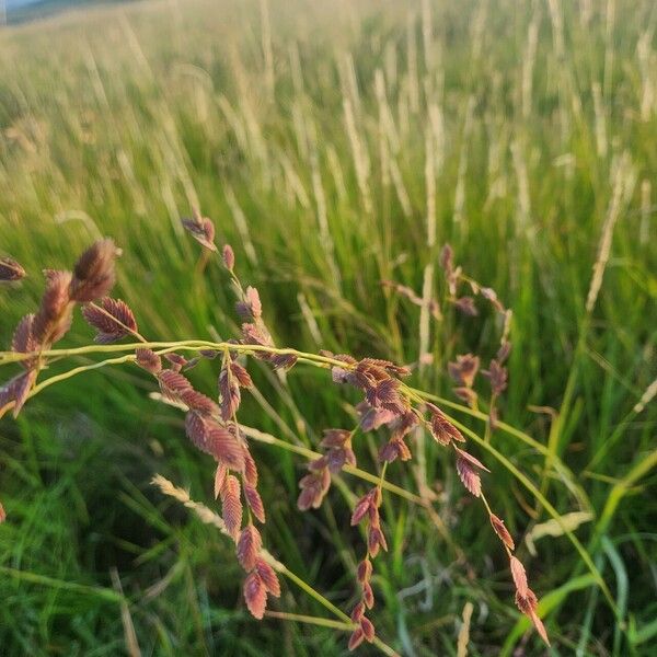 Eragrostis superba ফুল