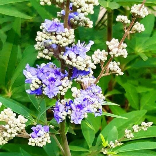 Vitex agnus-castus Flower