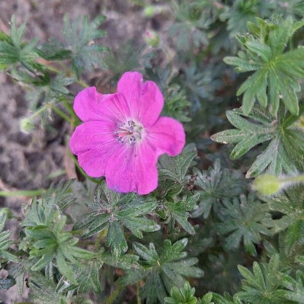 Geranium sanguineum Flower