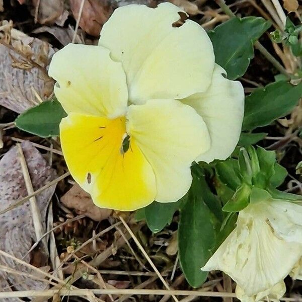 Viola calcarata Blomst