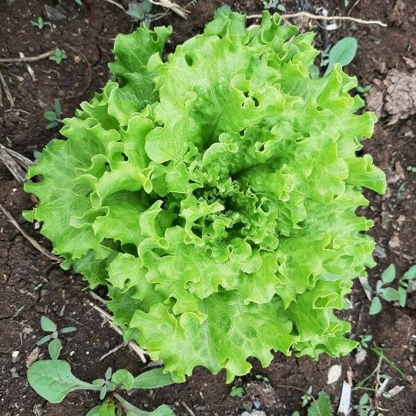 Lactuca sativa पत्ता