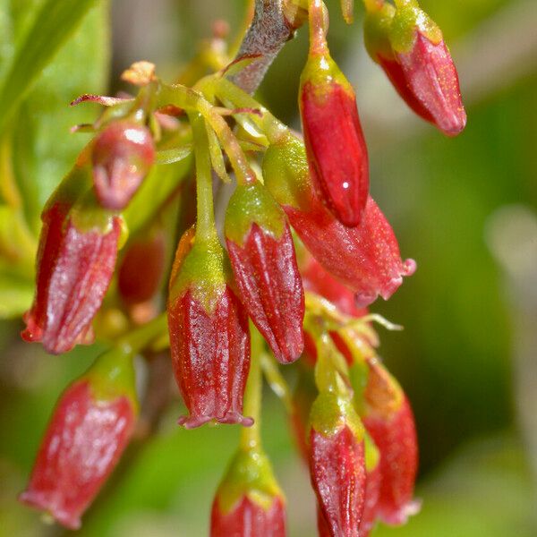 Gaylussacia baccata Flors