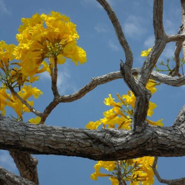 Tabebuia aurea फूल