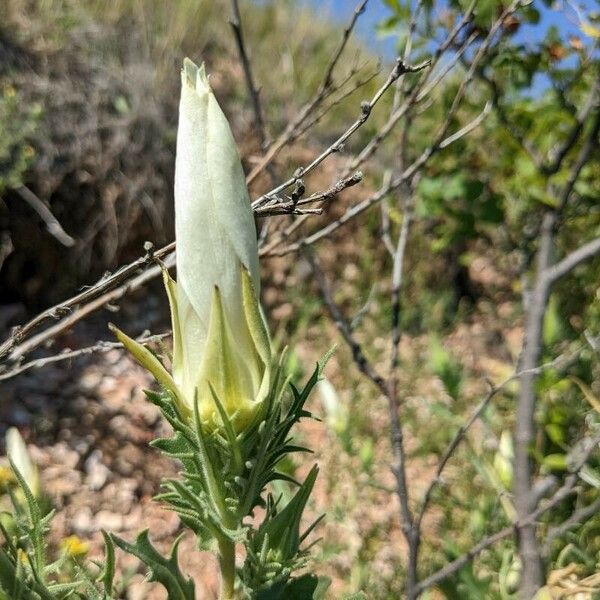 Mentzelia decapetala Blüte