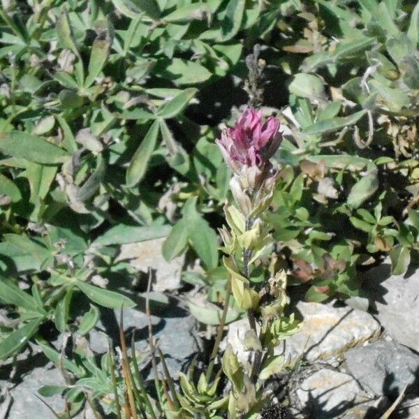 Castilleja parviflora Natur