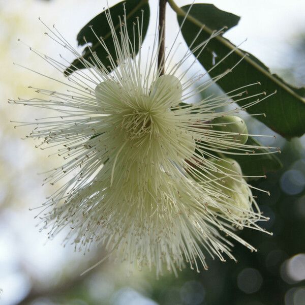 Syzygium jambos Flor