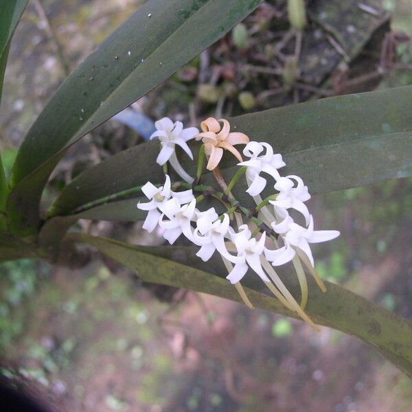 Cyrtorchis ringens Flower