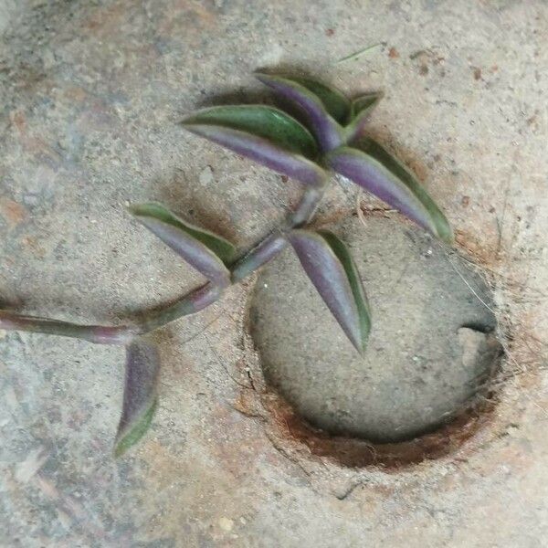 Callisia repens Leaf