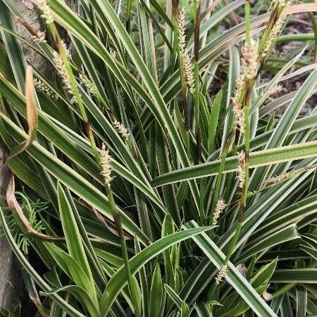 Carex umbrosa Habit