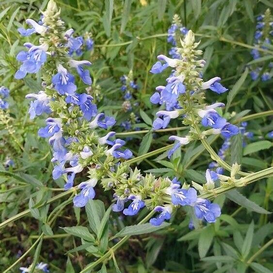 Salvia uliginosa Flower