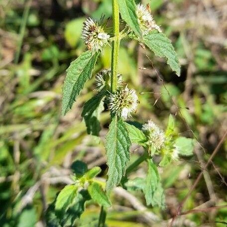 Hyptis brevipes Habit