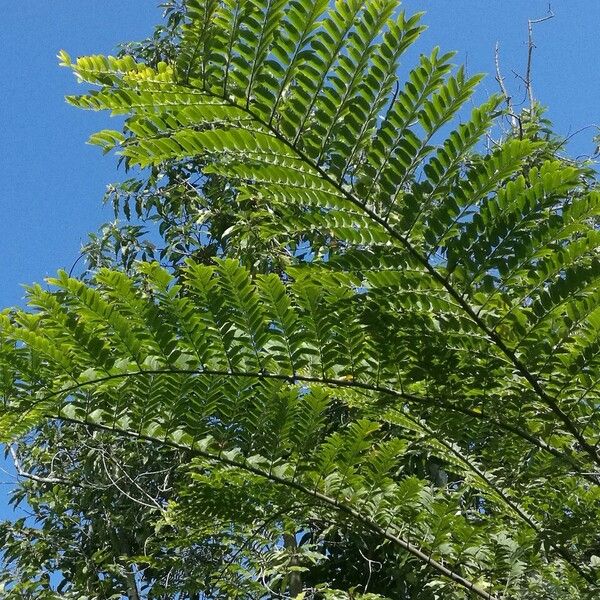 Schizolobium parahyba Leaf