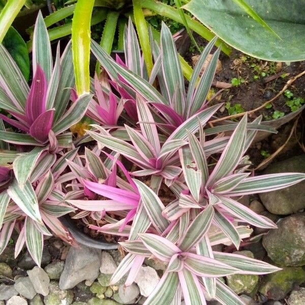 Tradescantia spathacea Folha