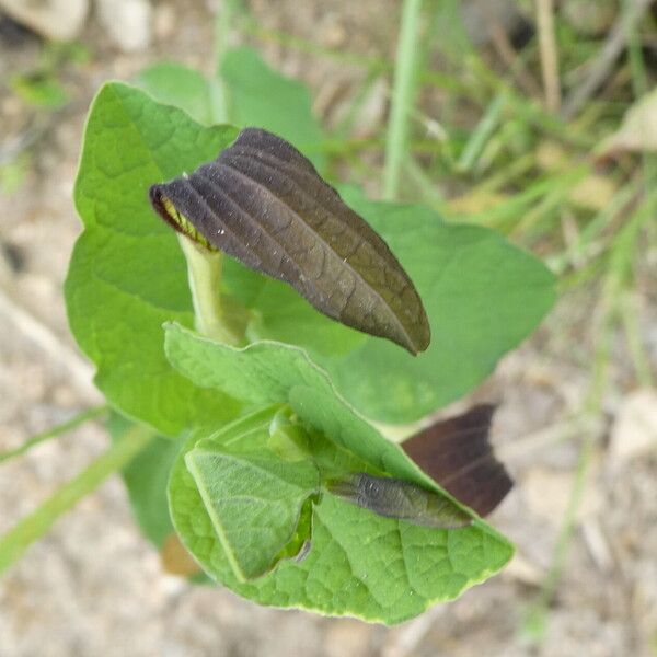 Aristolochia rotunda Kvet