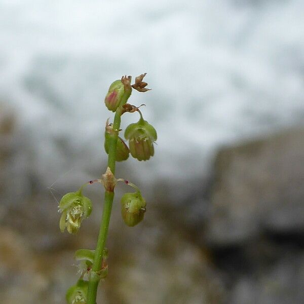 Rumex scutatus Fleur