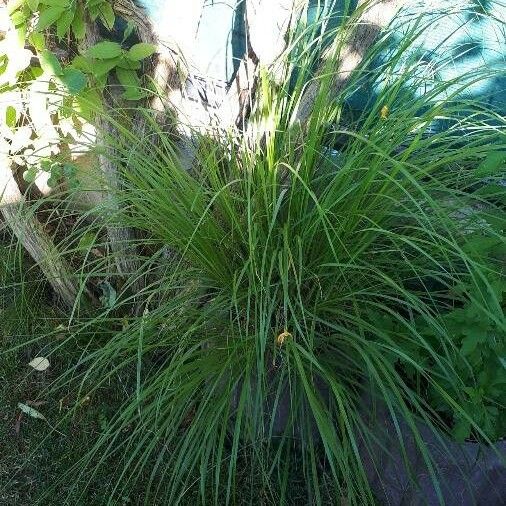 Carex elongata Kukka