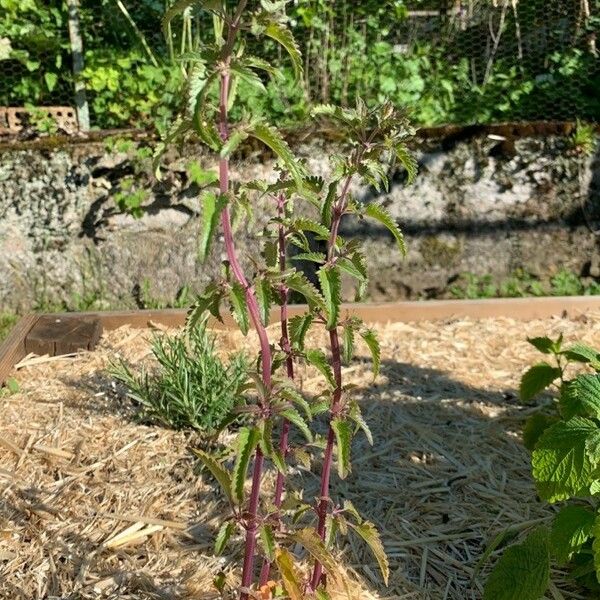 Dracocephalum moldavica Folha