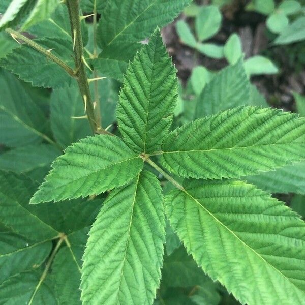 Rubus argutus Leaf