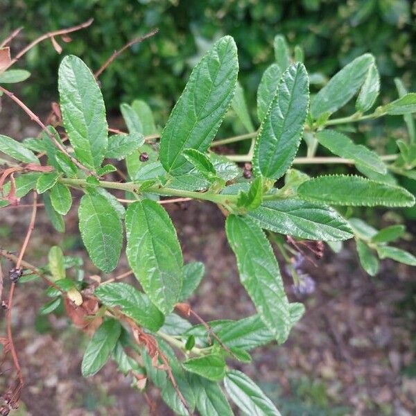 Ceanothus thyrsiflorus Folla