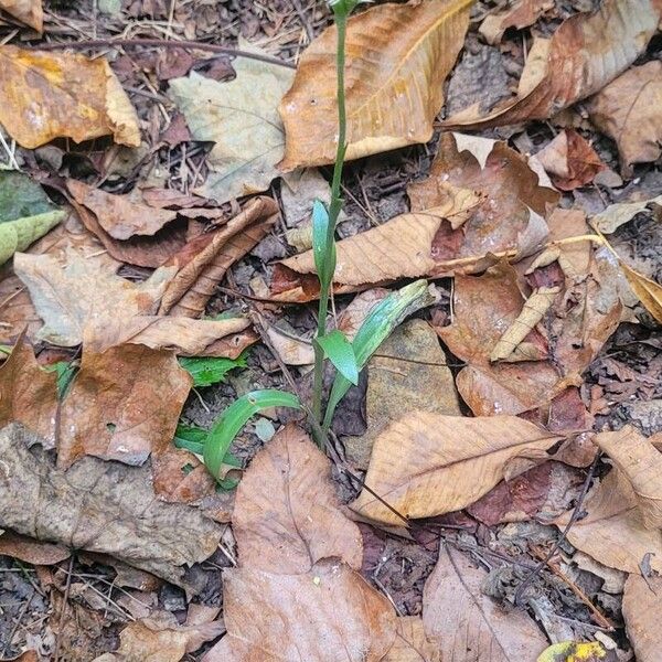 Spiranthes ovalis Habitat