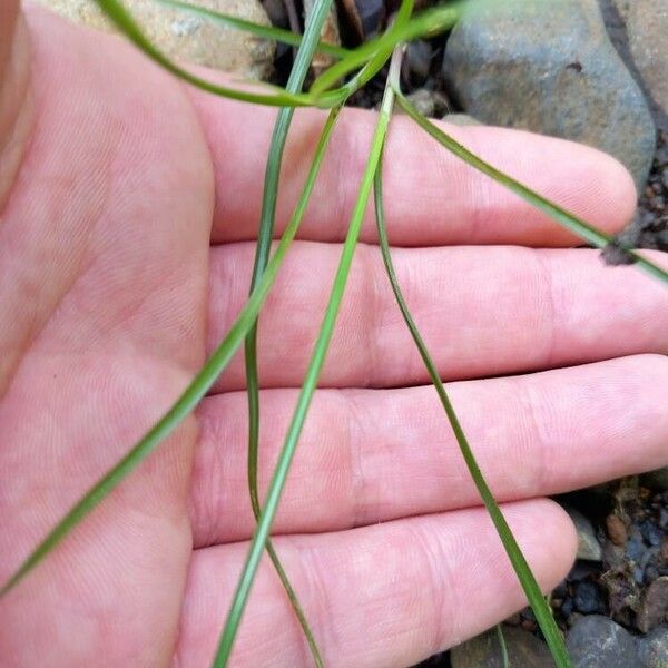 Cyperus compressus Frunză