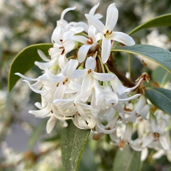 Osmanthus × burkwoodii Květ