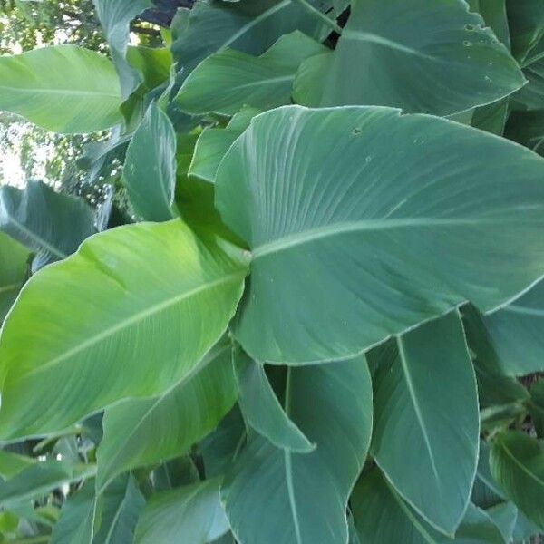 Canna indica 葉