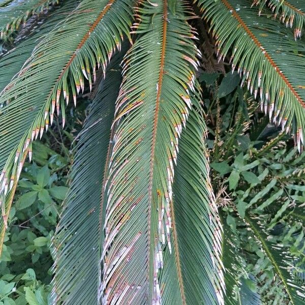 Cycas revoluta Leaf