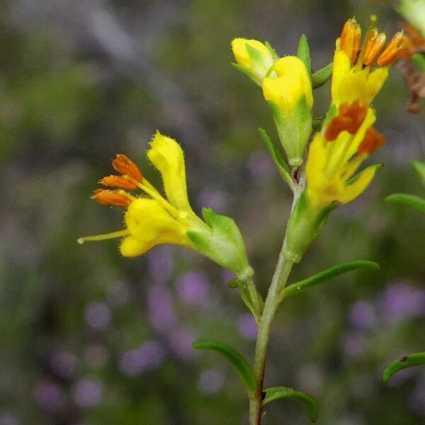 Odontites luteus Fiore