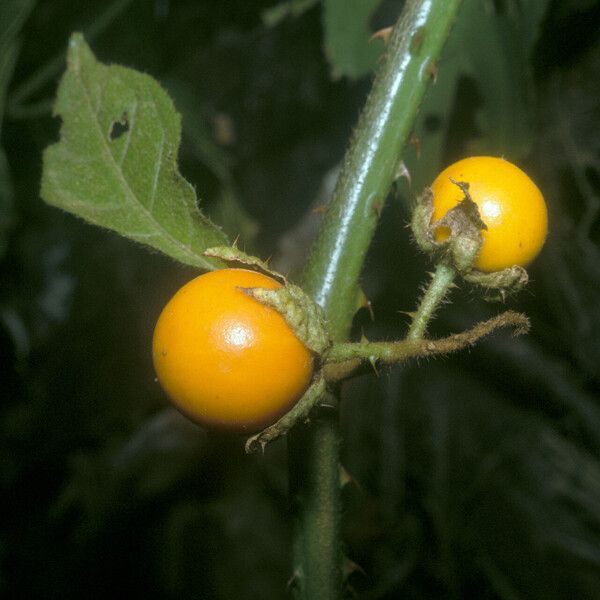 Solanum leucopogon Плод