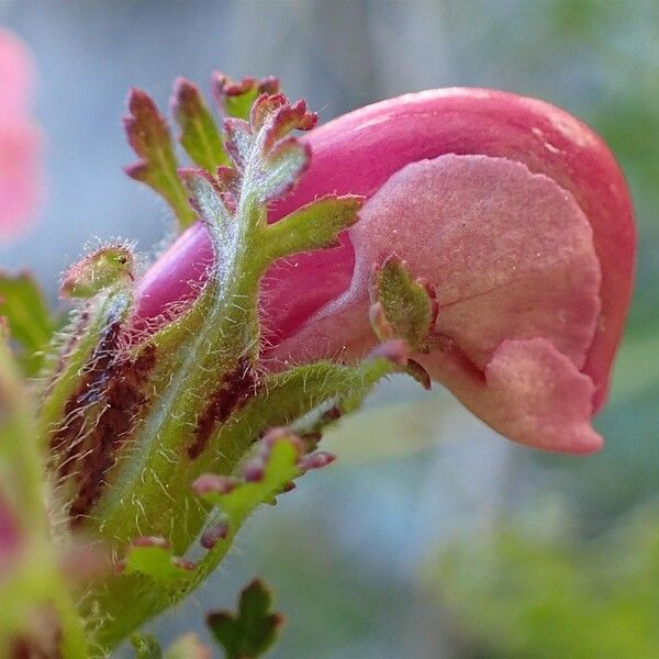 Pedicularis gyroflexa Fruit