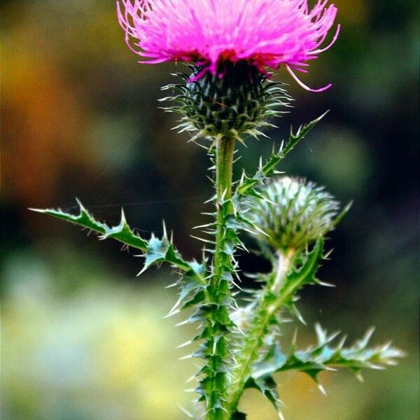 Carduus acanthoides Flor