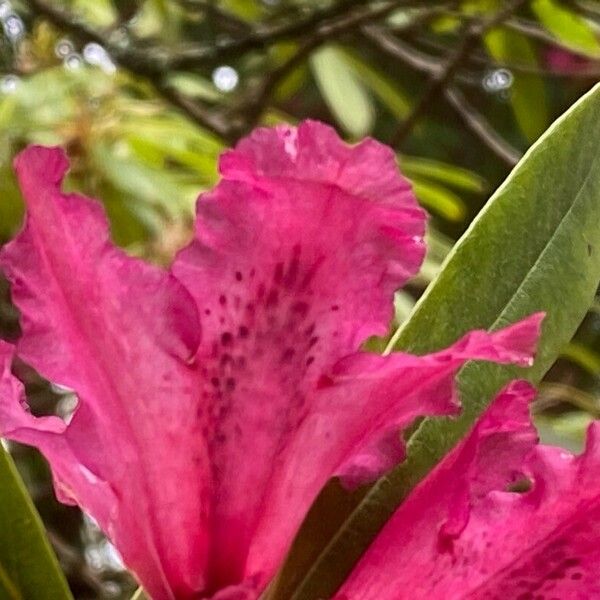 Rhododendron arboreum Virág