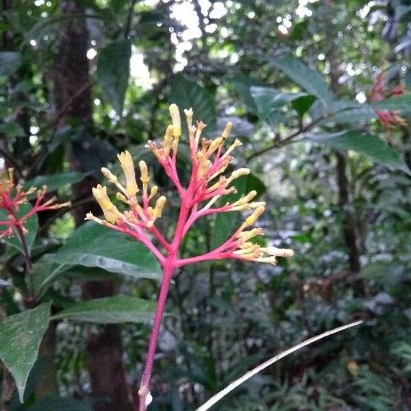 Palicourea guianensis 花