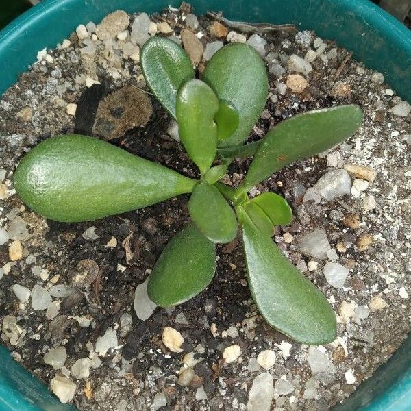 Crassula ovata Ліст