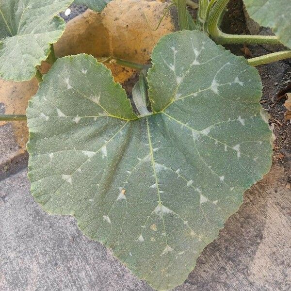 Cucurbita moschata Leaf