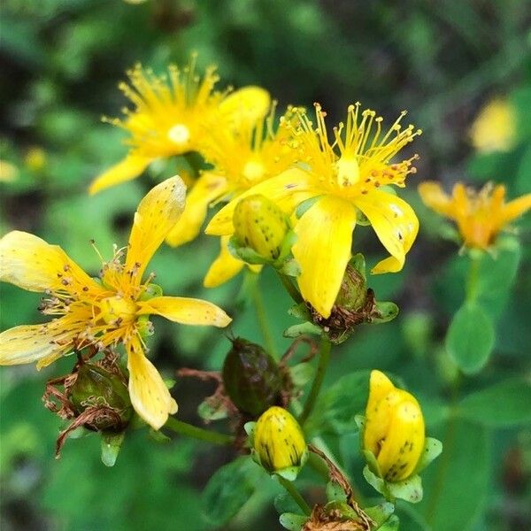 Hypericum maculatum Квітка