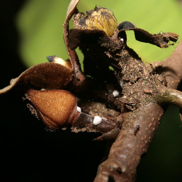 Duguetia eximia Flower