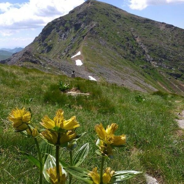 Gentiana punctata Virág