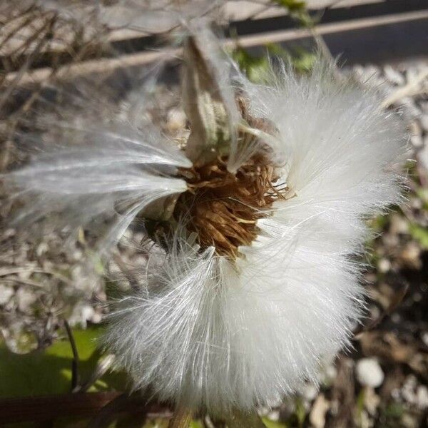 Urospermum picroides Fruchs