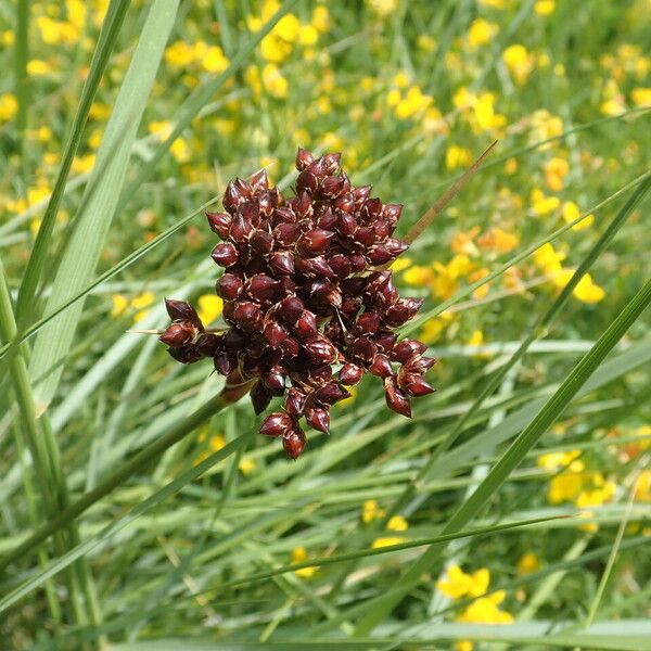 Juncus acutus Flor