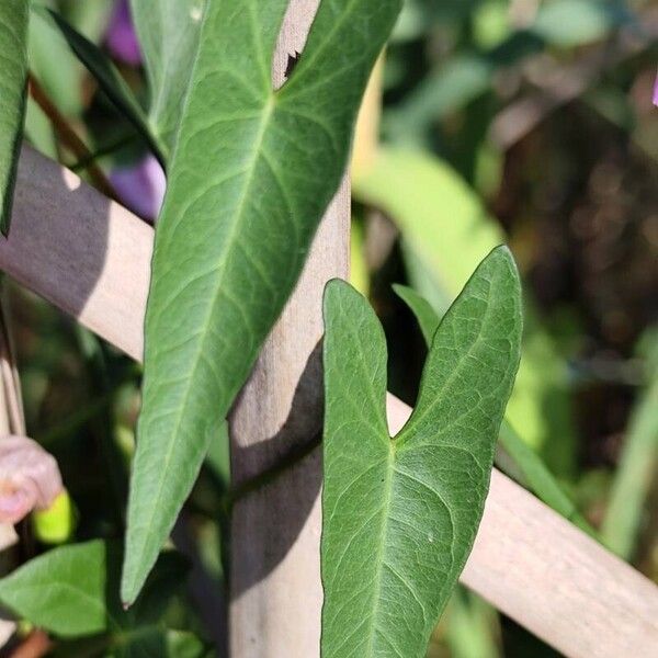 Ipomoea sagittata 叶