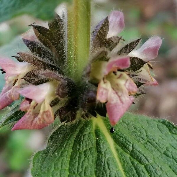 Stachys alpina Flower