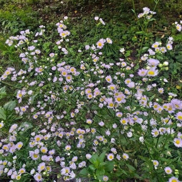 Erigeron glabellus Blüte