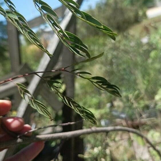 Anadenanthera colubrina Liść