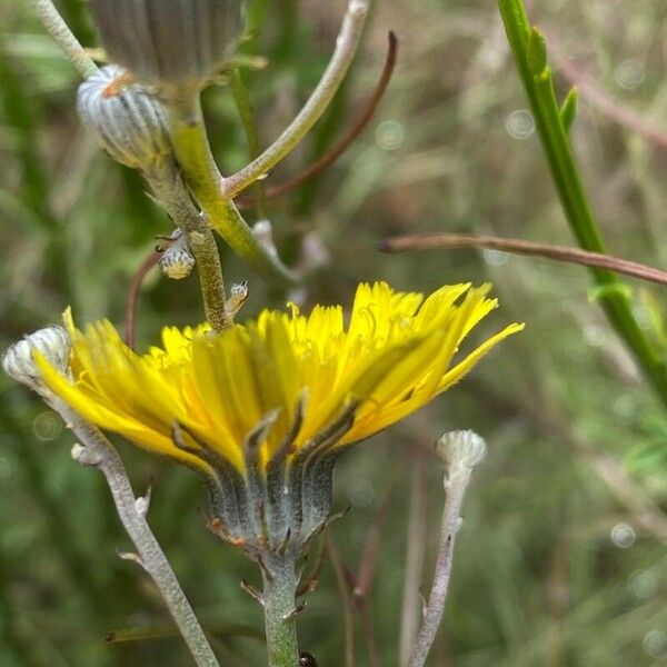 Tolpis succulenta Blüte