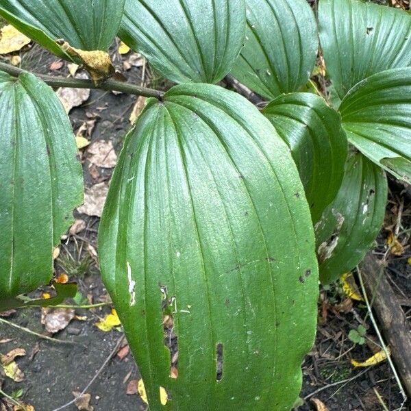 Maianthemum racemosum Liść