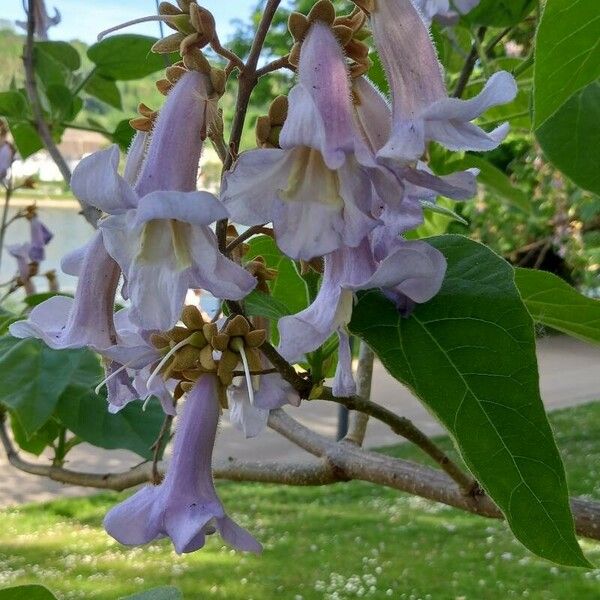 Paulownia tomentosa Flor