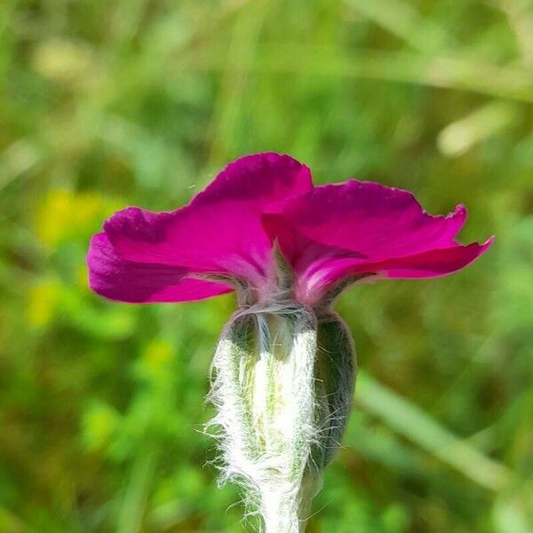 Silene coronaria Flor